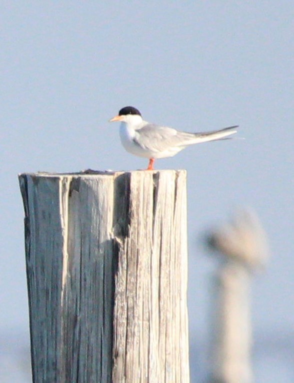 Forster's Tern - Jeff Smith