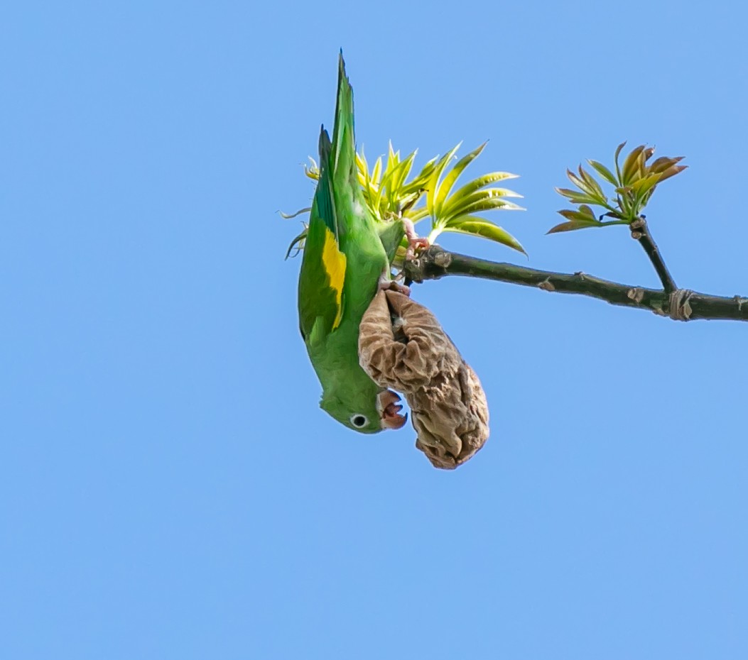 Yellow-chevroned Parakeet - Damon Haan