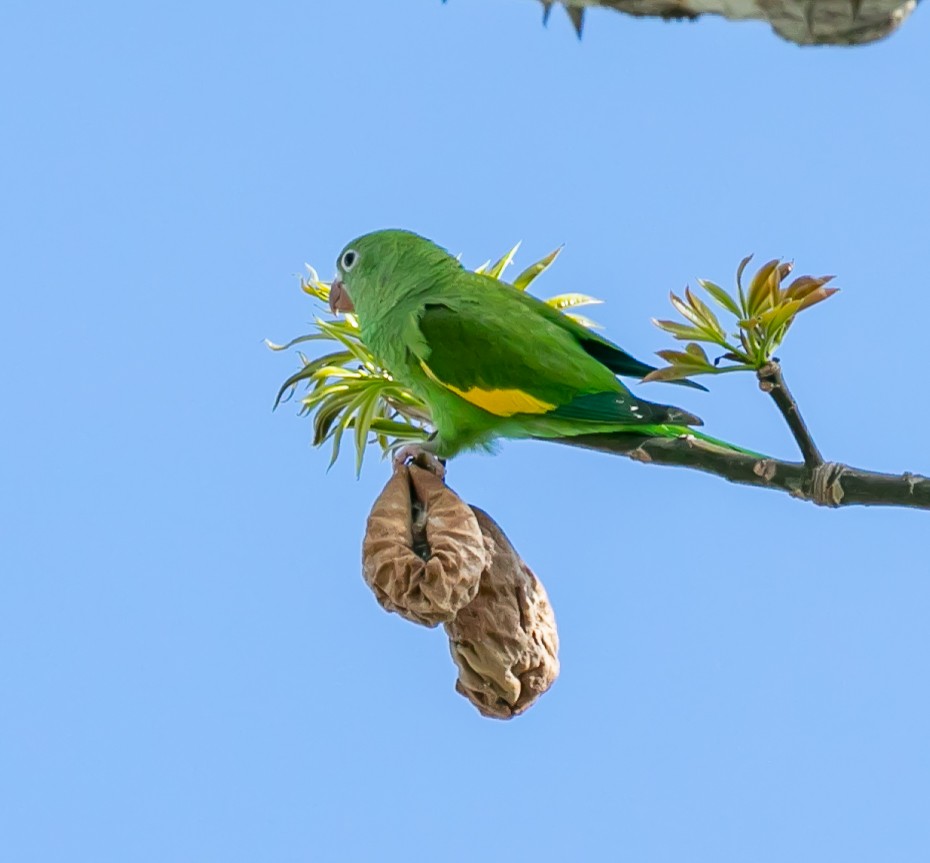 Yellow-chevroned Parakeet - Damon Haan