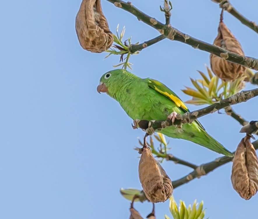 Yellow-chevroned Parakeet - Damon Haan