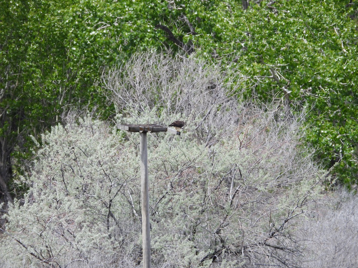 Red-tailed Hawk - Maura Powers