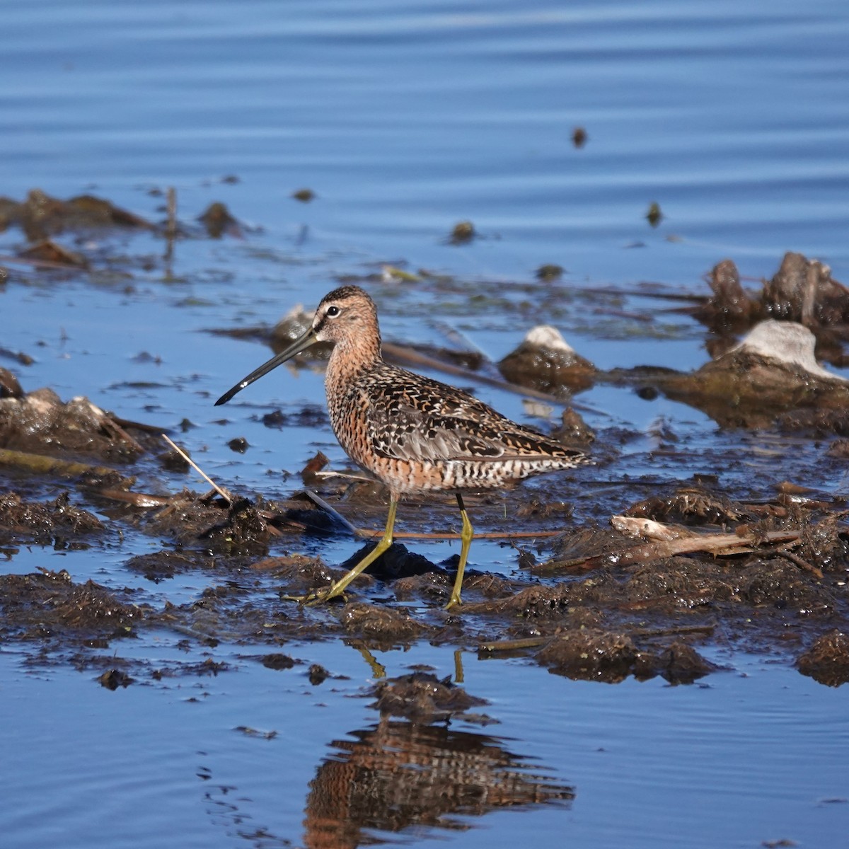 Long-billed Dowitcher - George Ho