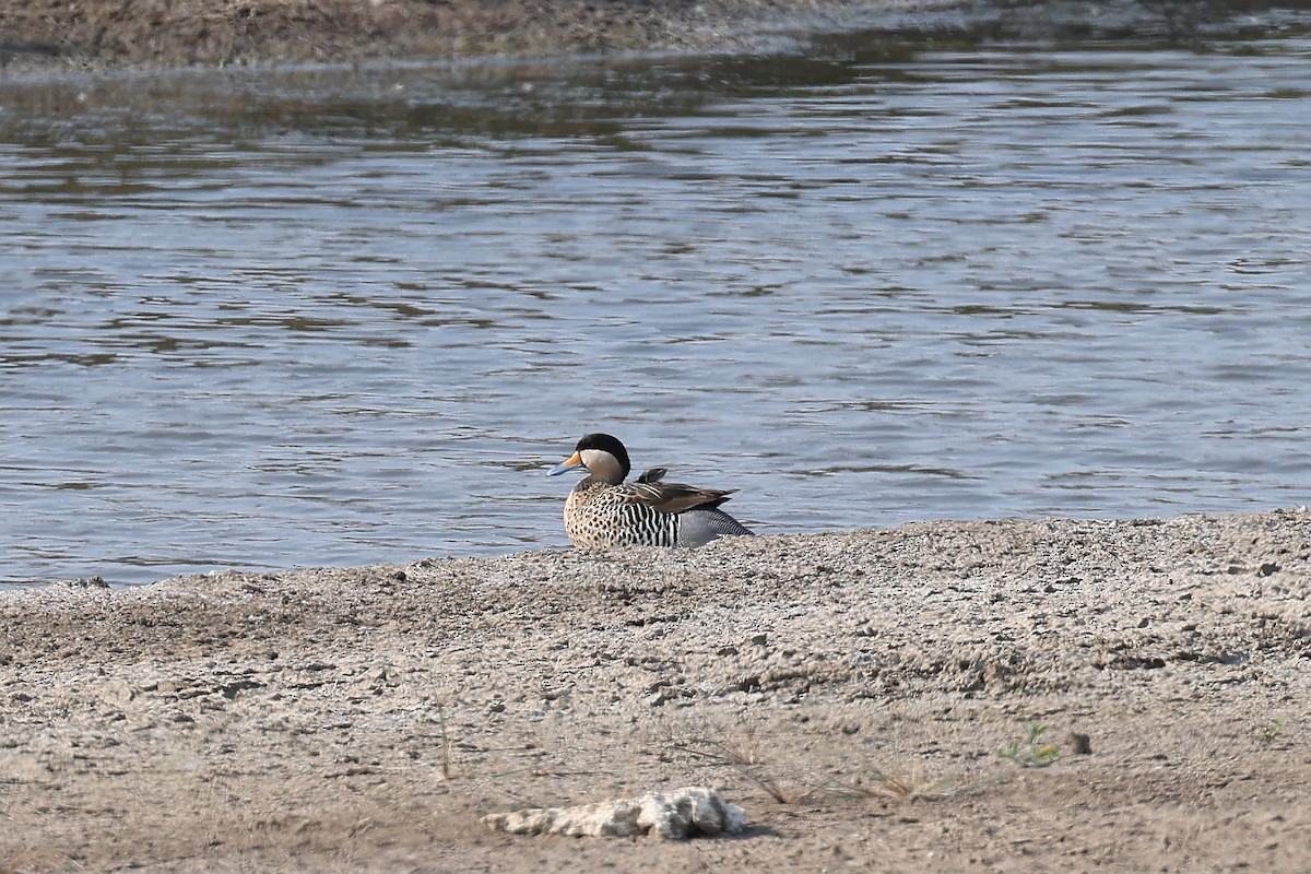 Silver Teal - Hubert Stelmach