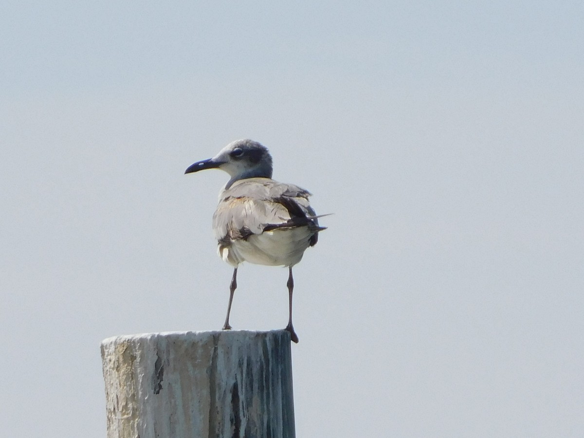 Laughing Gull - Deborah Moore🦩