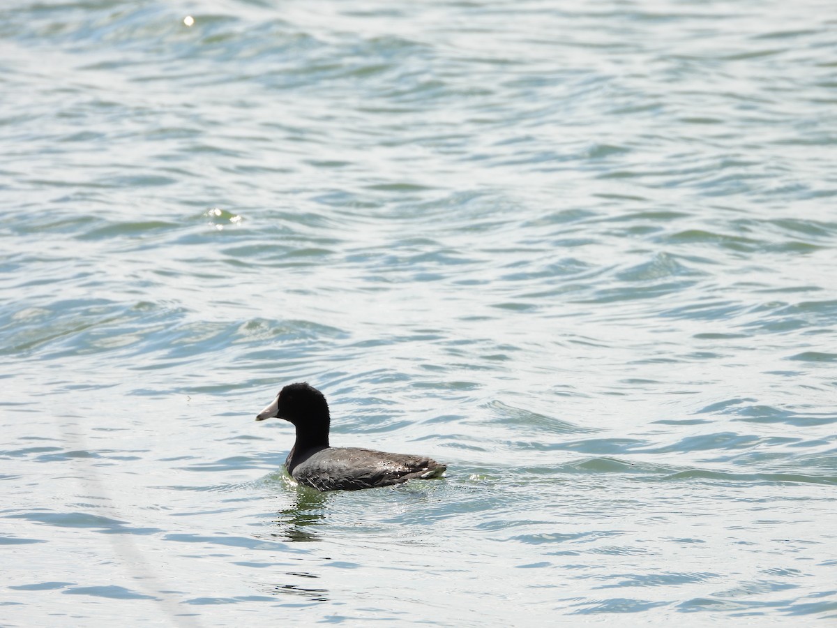 American Coot - Maura Powers