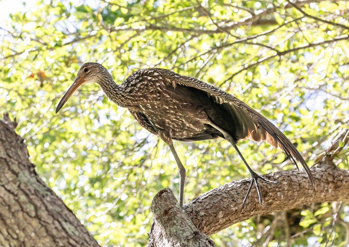 Limpkin - Damon Haan