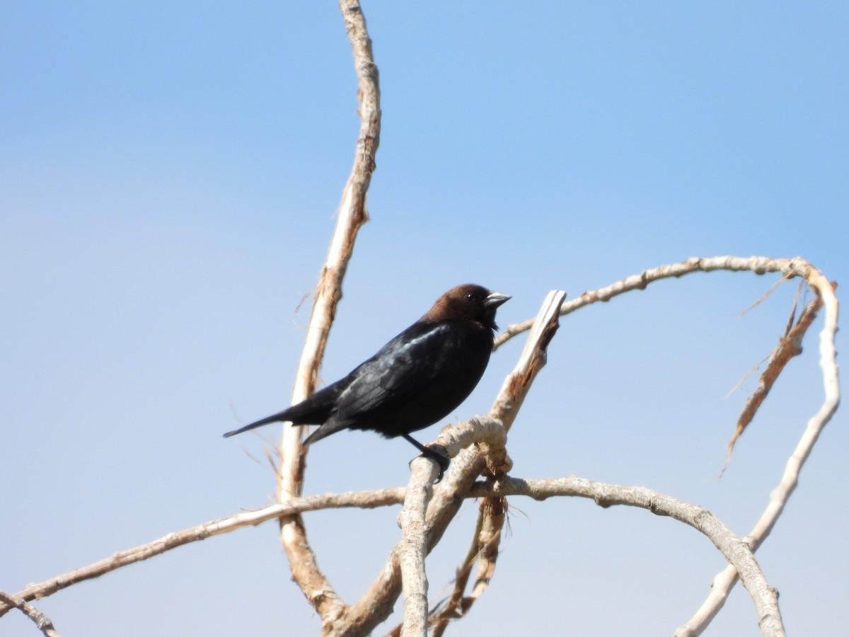 Brown-headed Cowbird - Maura Powers