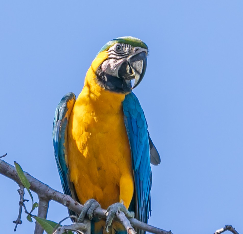 Blue-and-yellow Macaw - Damon Haan