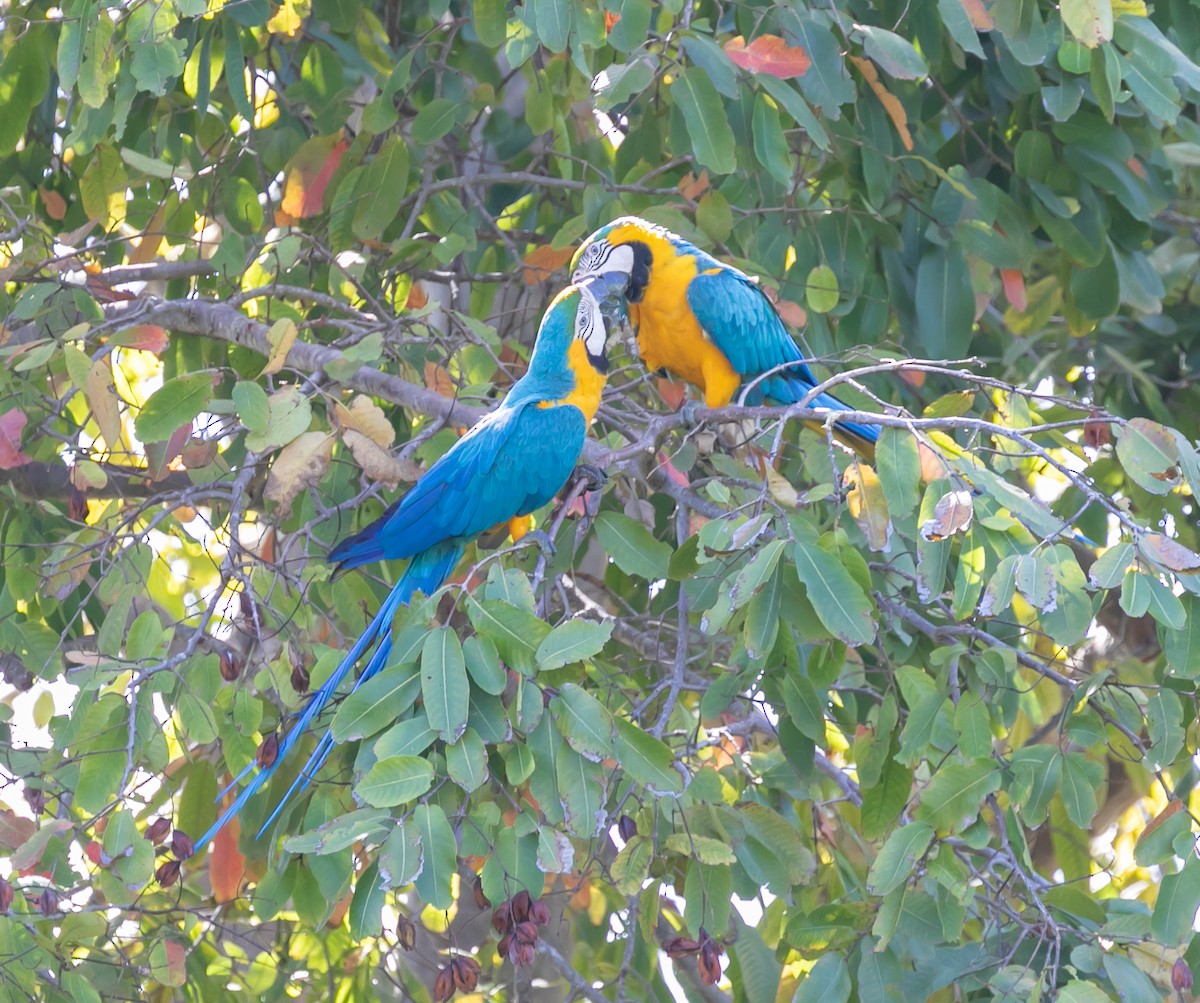 Blue-and-yellow Macaw - Damon Haan