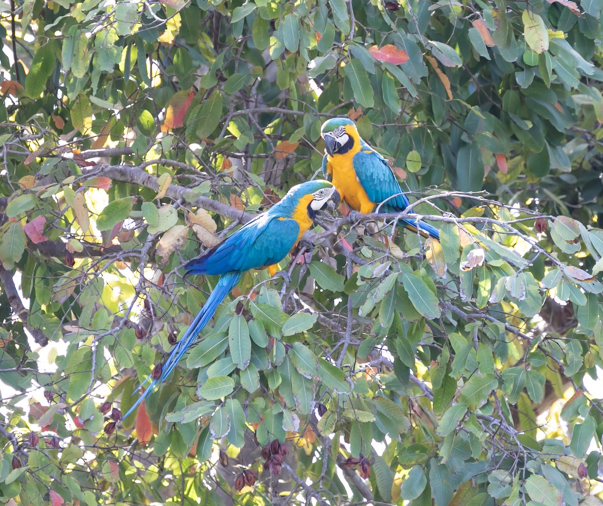 Blue-and-yellow Macaw - Damon Haan