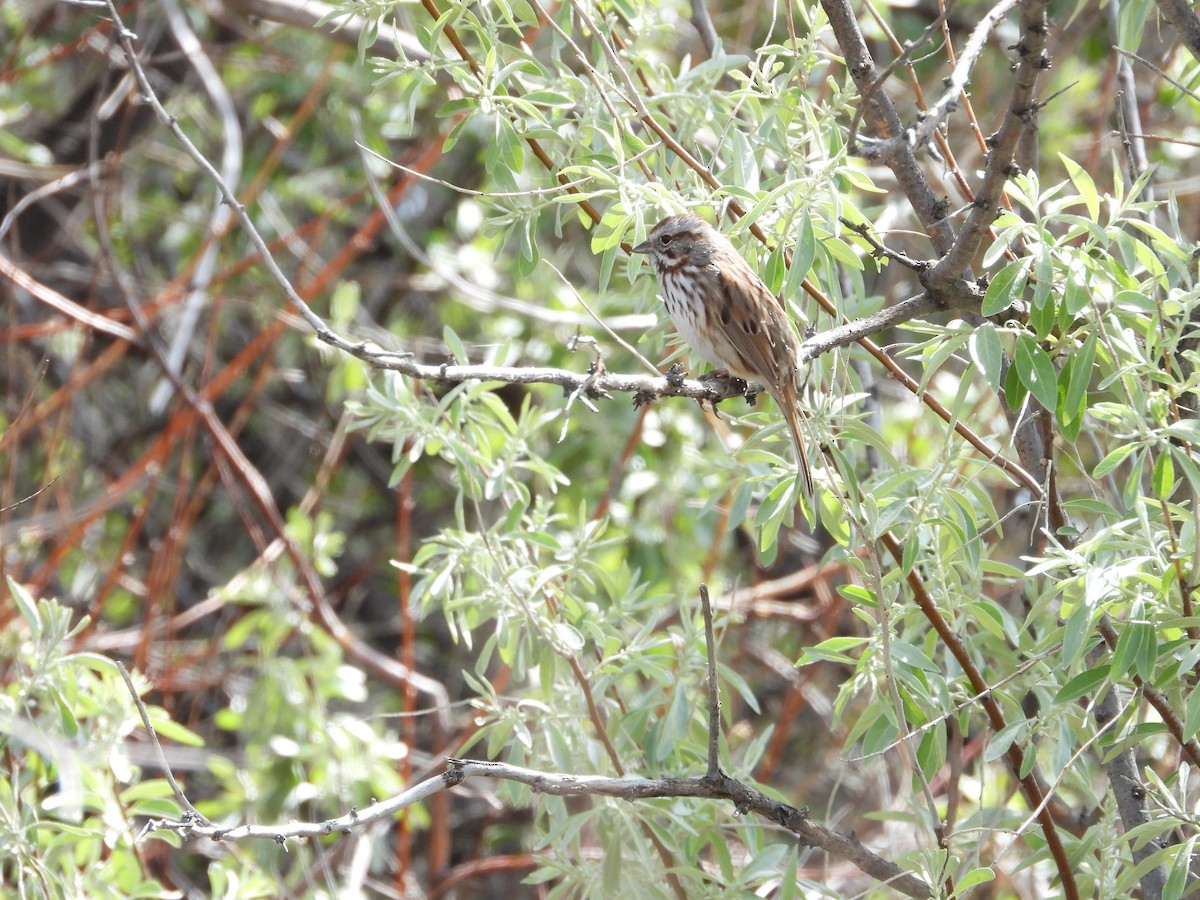 Song Sparrow - Maura Powers