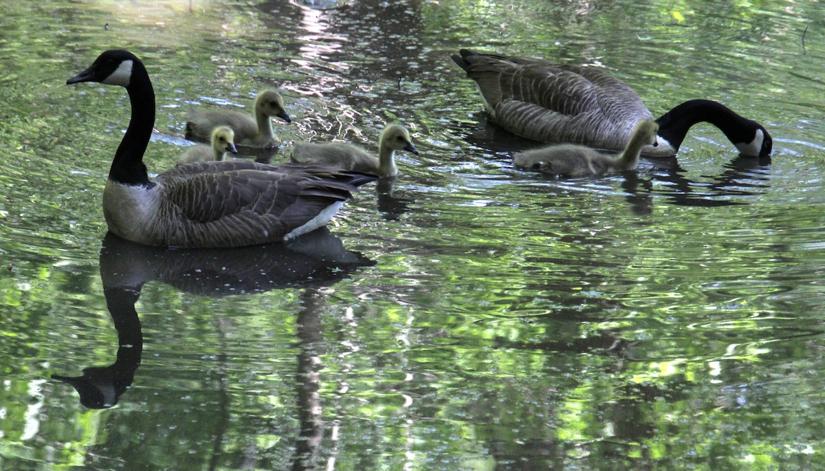 Canada Goose - ML619529059