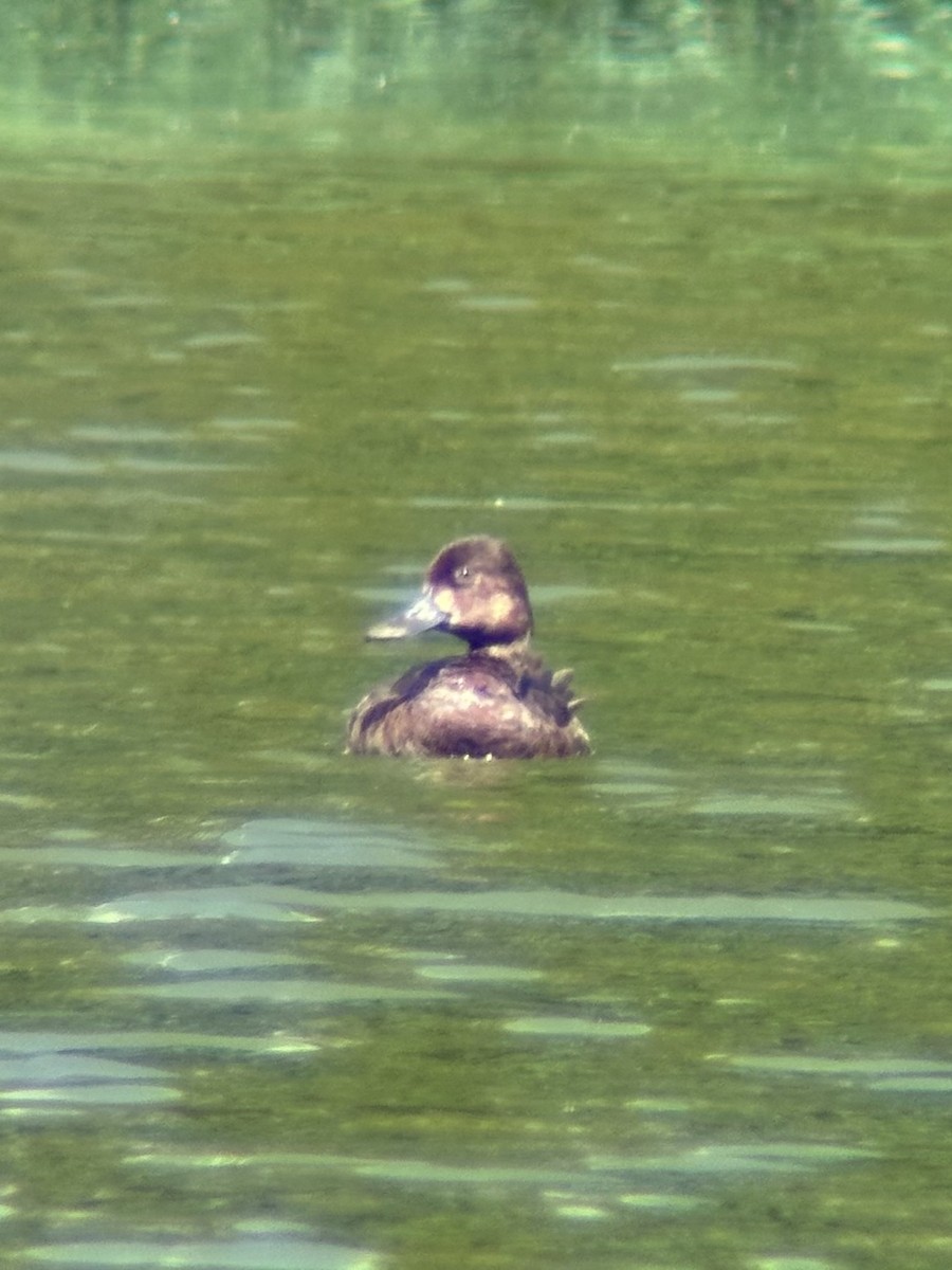 Lesser Scaup - Johnathon Barnett