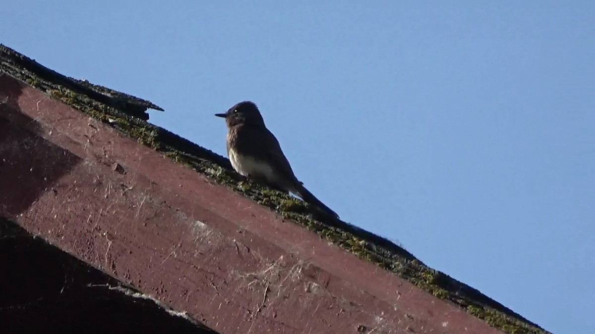 Black Phoebe - Bruce Schine