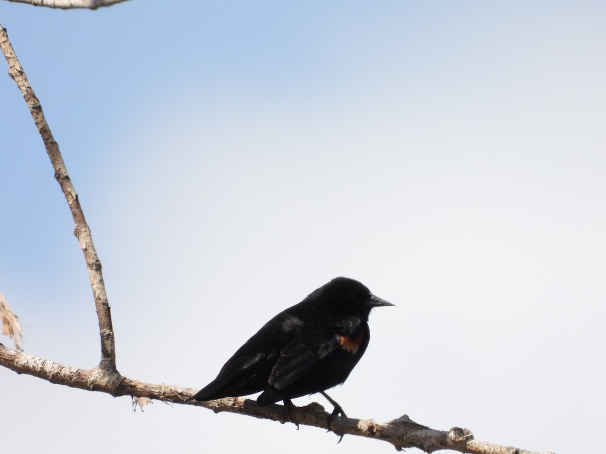 Red-winged Blackbird - Maura Powers