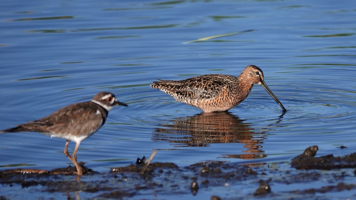 Long-billed Dowitcher - George Ho
