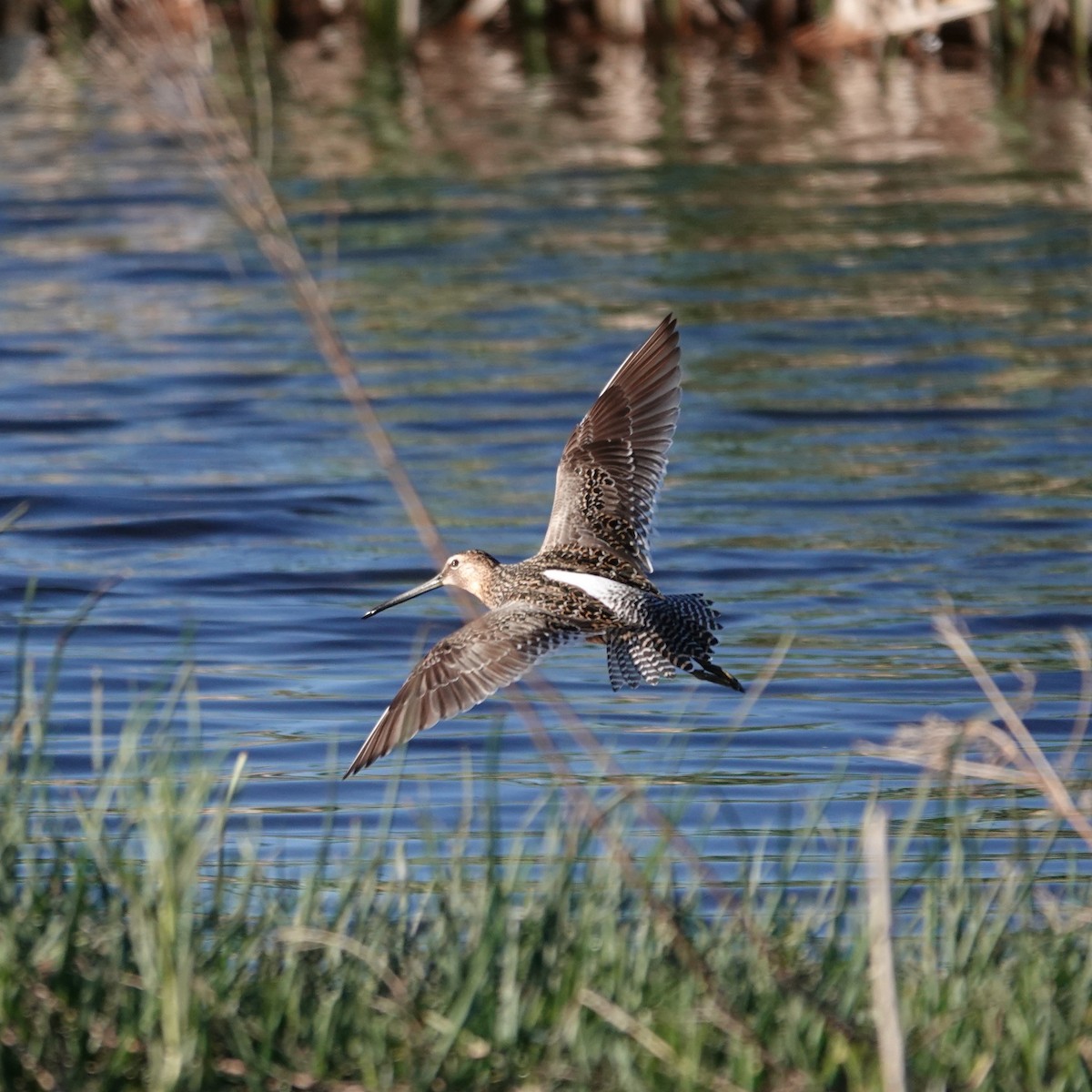 Long-billed Dowitcher - George Ho