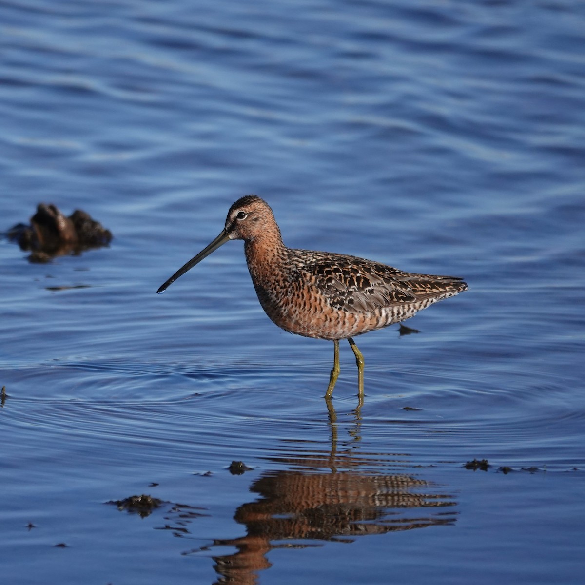 Long-billed Dowitcher - George Ho