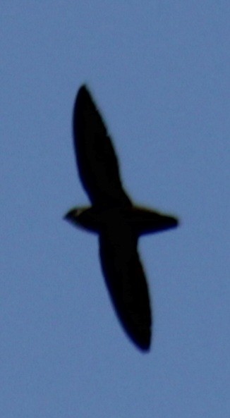 Chimney Swift - Samuel Harris