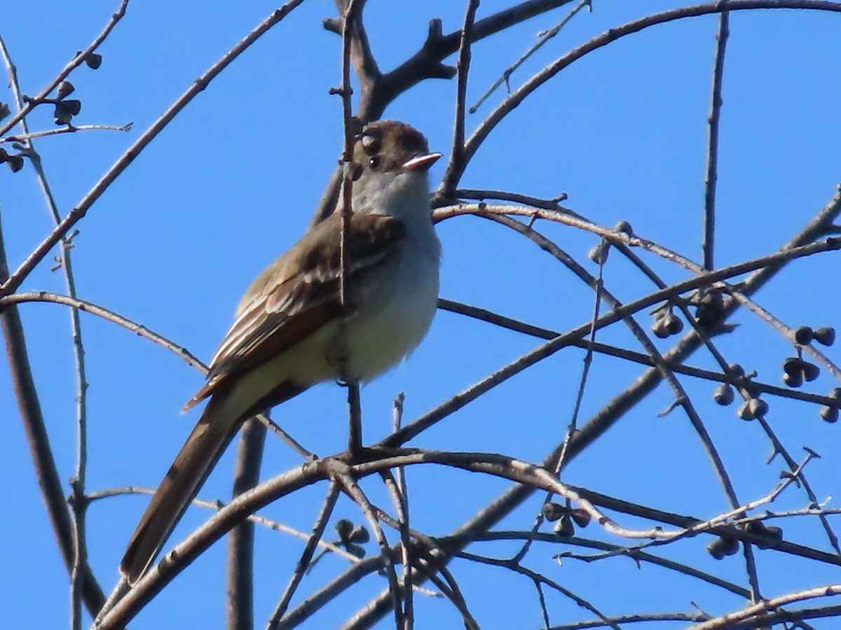 Ash-throated Flycatcher - Sharon Rasmussen