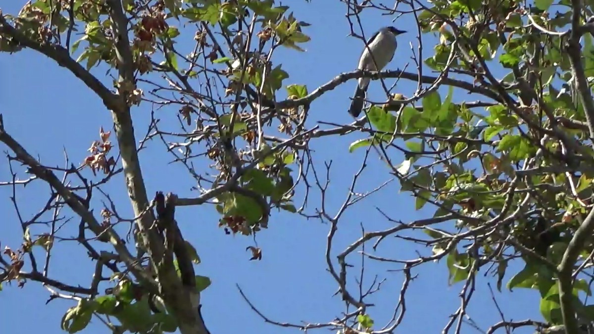 California Scrub-Jay - Bruce Schine