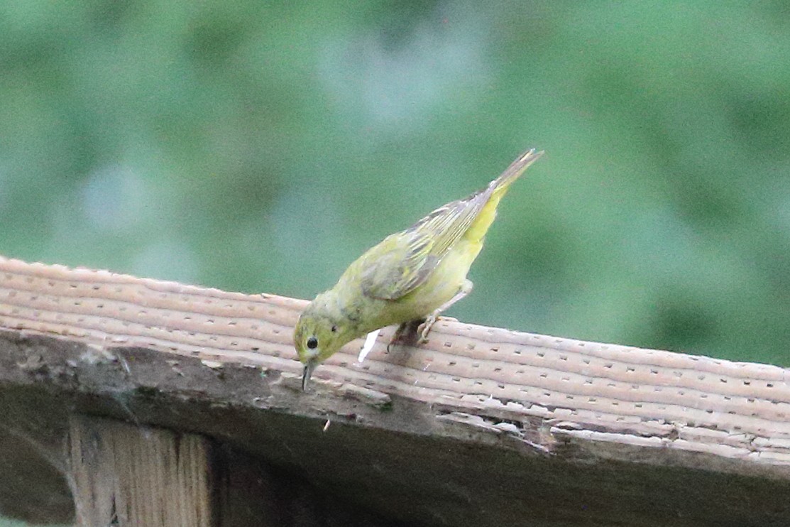 Yellow Warbler - Jeffrey Fenwick