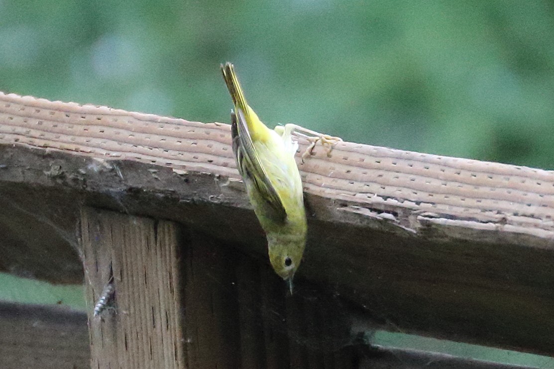 Yellow Warbler - Jeffrey Fenwick