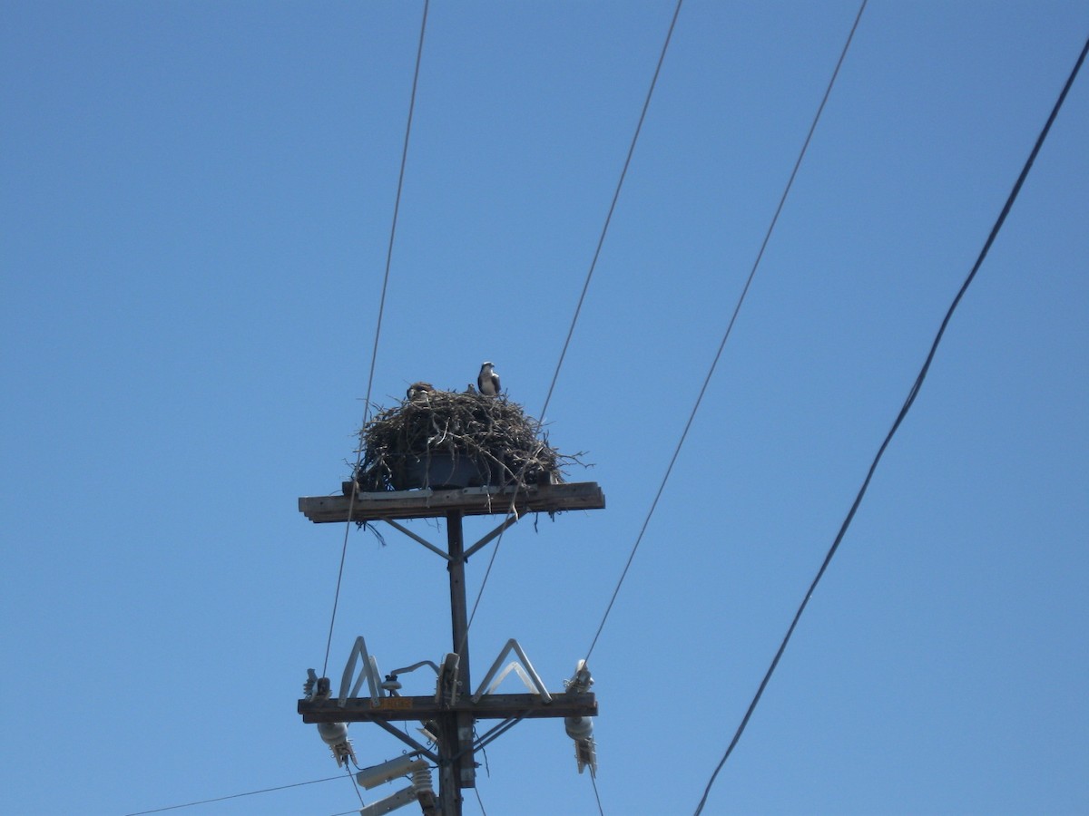 Osprey - Mary-George Simonitch