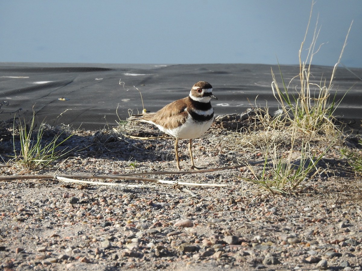 Killdeer - Mohini Rawool-Sullivan