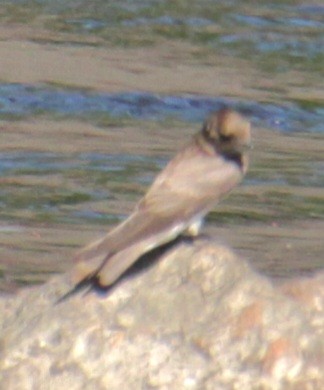 Northern Rough-winged Swallow - Samuel Harris