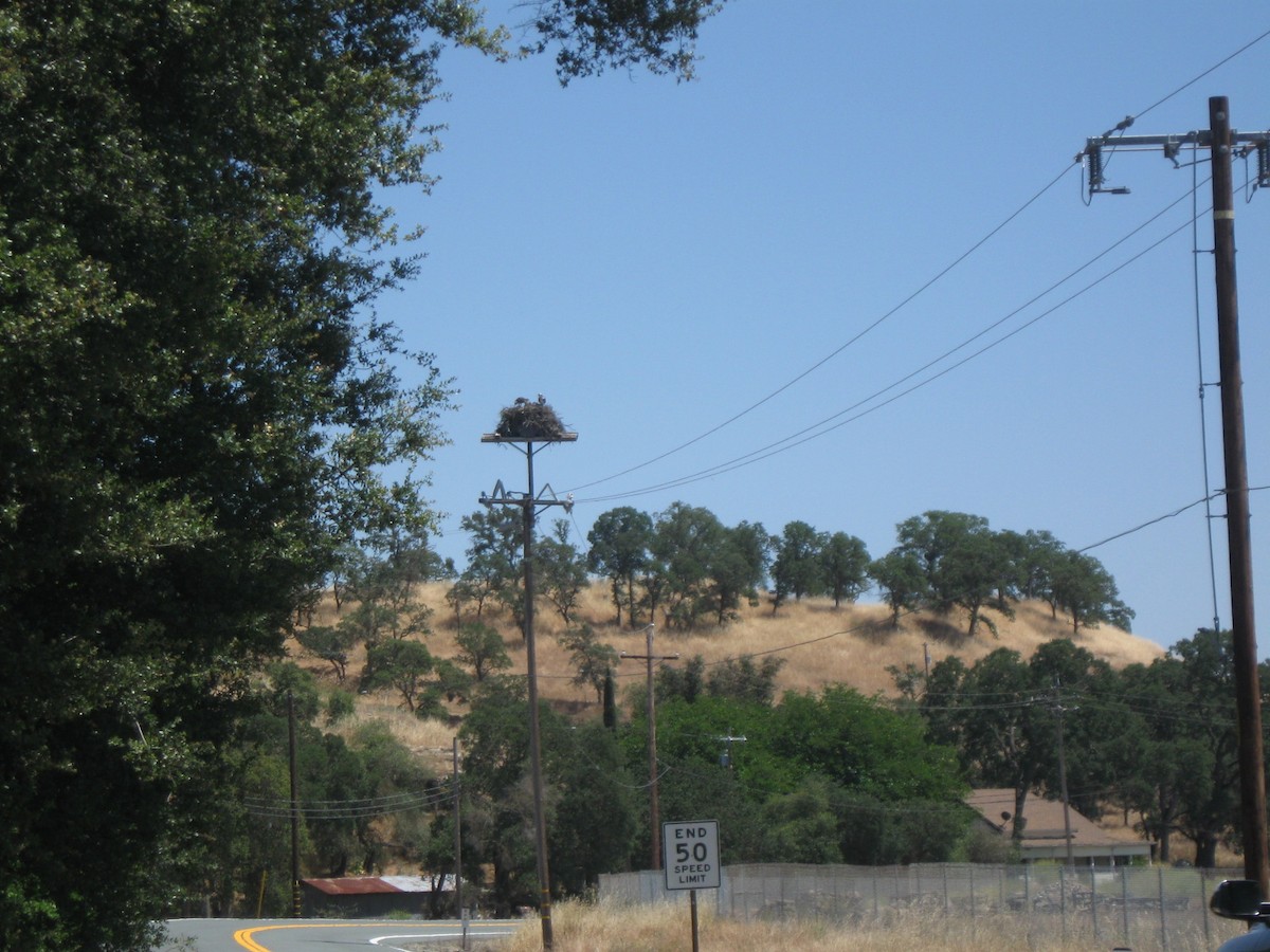 Osprey - Mary-George Simonitch