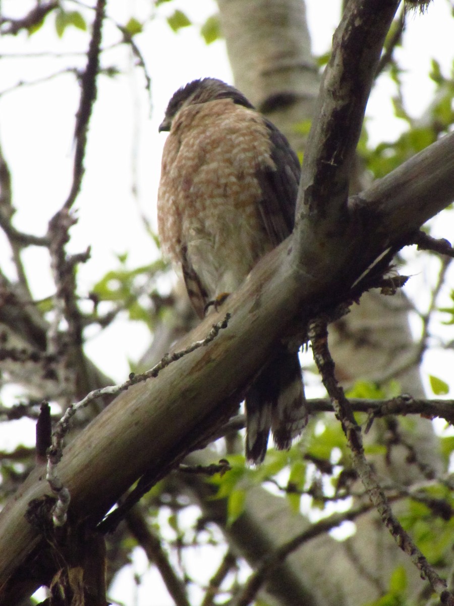 Sharp-shinned Hawk - Lance Rath