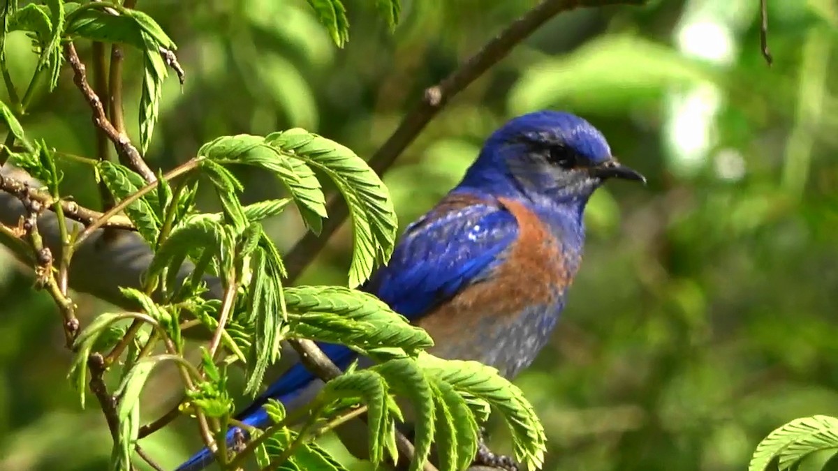 Western Bluebird - Bruce Schine