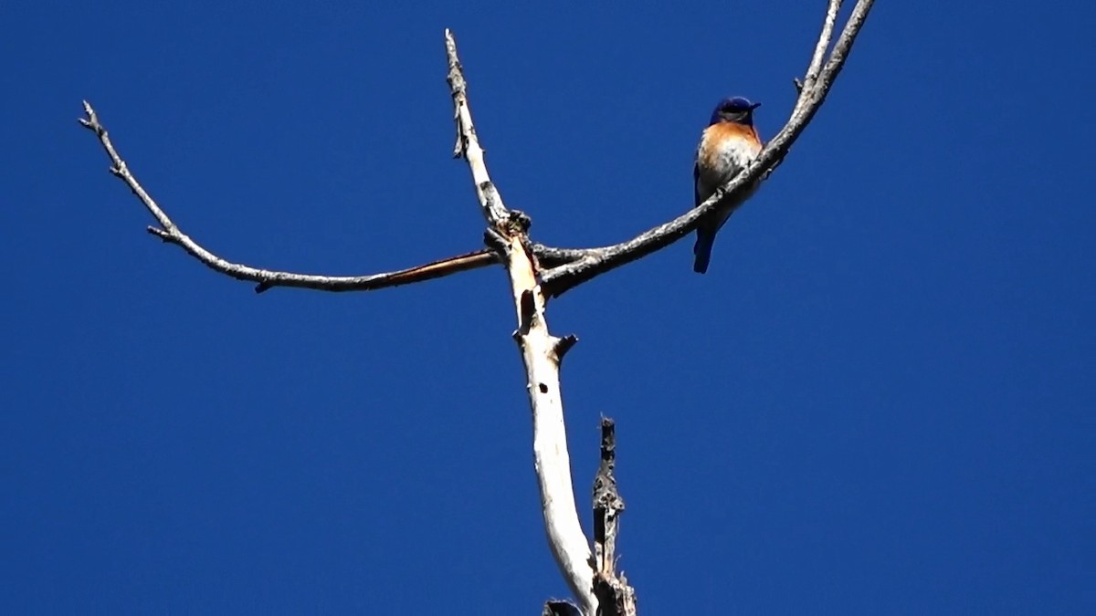 Western Bluebird - Bruce Schine