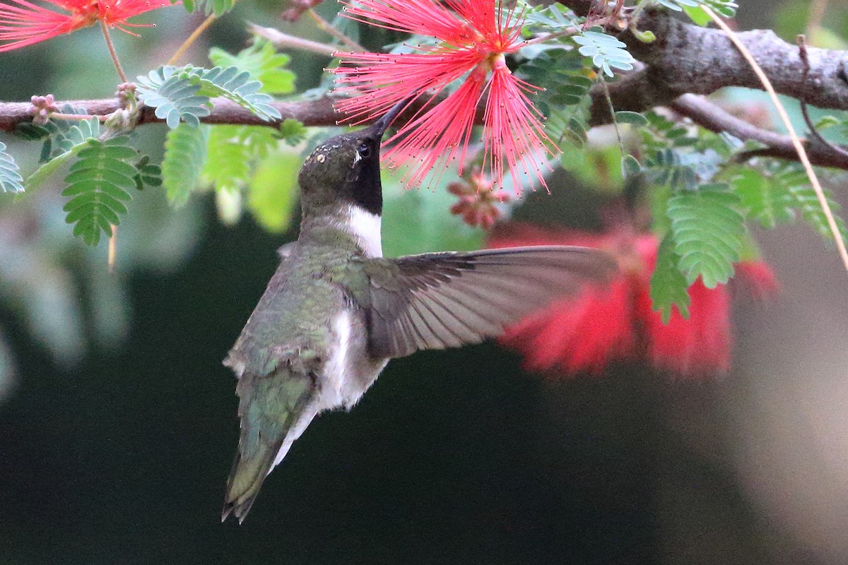 Black-chinned Hummingbird - Jeffrey Fenwick