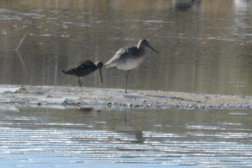 Willet - Cathy Pasterczyk