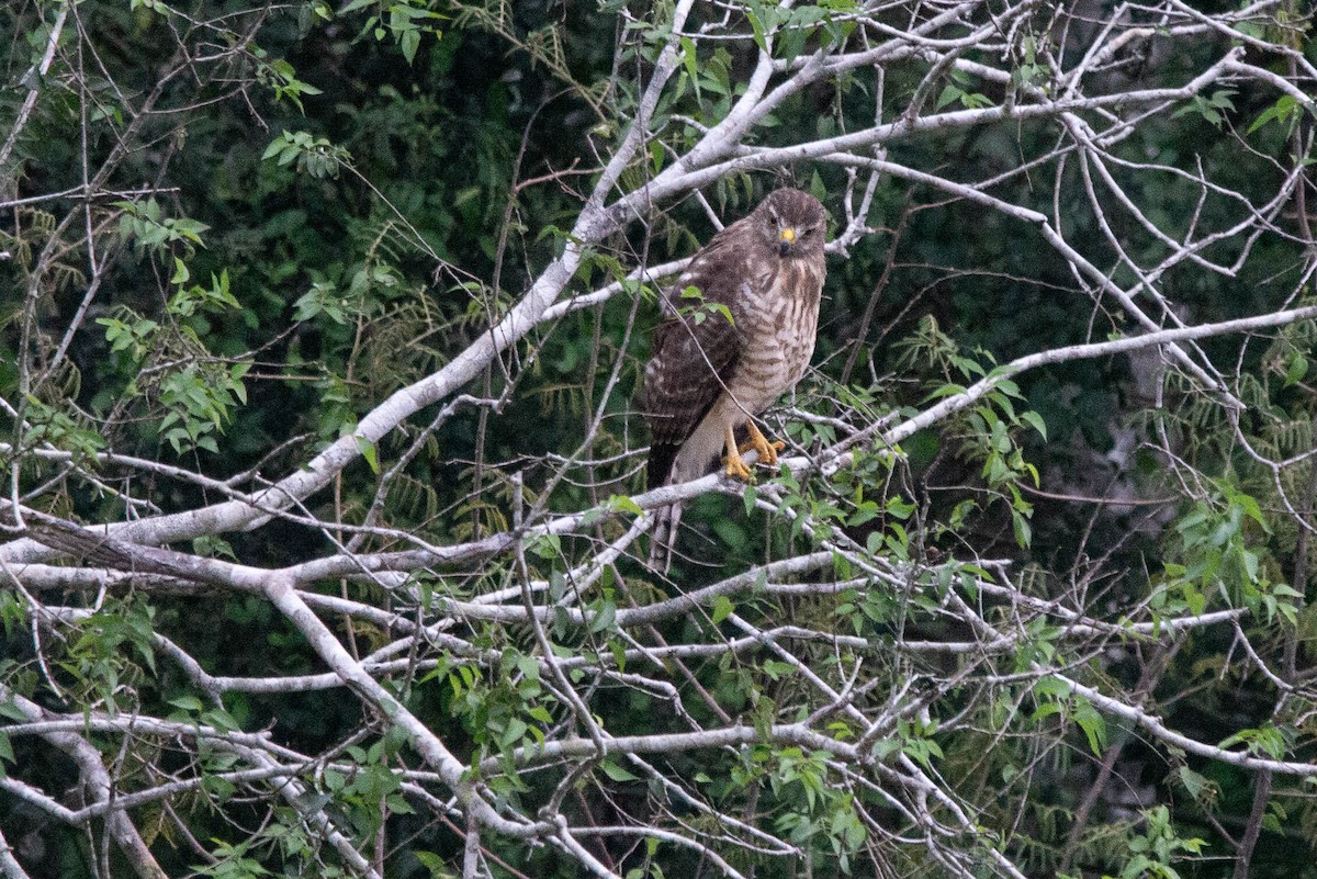 Roadside Hawk - ML619529135