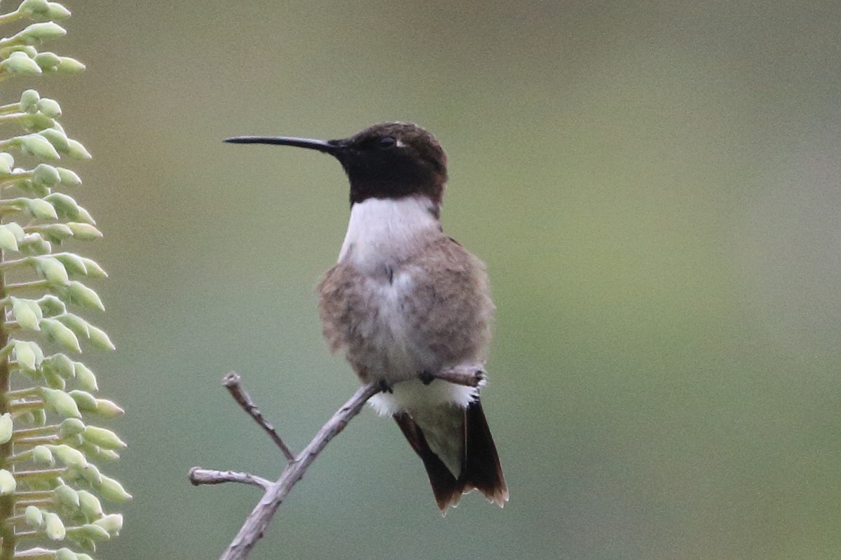 Black-chinned Hummingbird - Jeffrey Fenwick