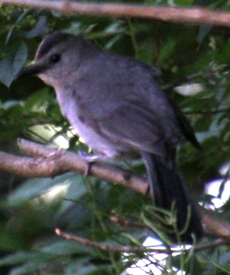 Gray Catbird - Samuel Harris