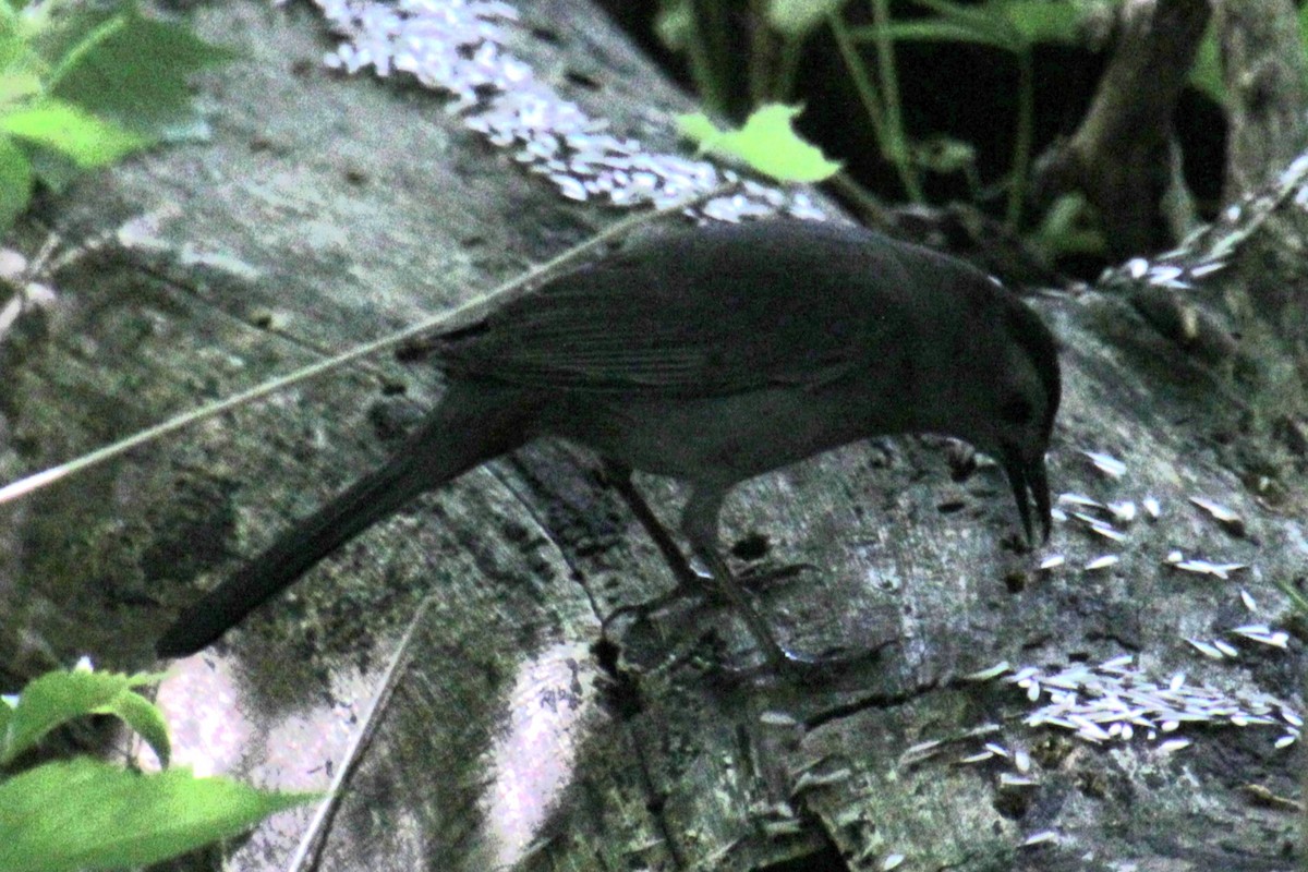 Gray Catbird - Samuel Harris