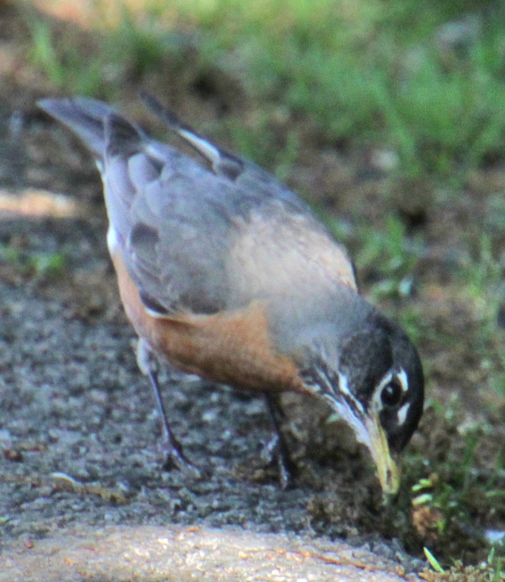 American Robin - Samuel Harris