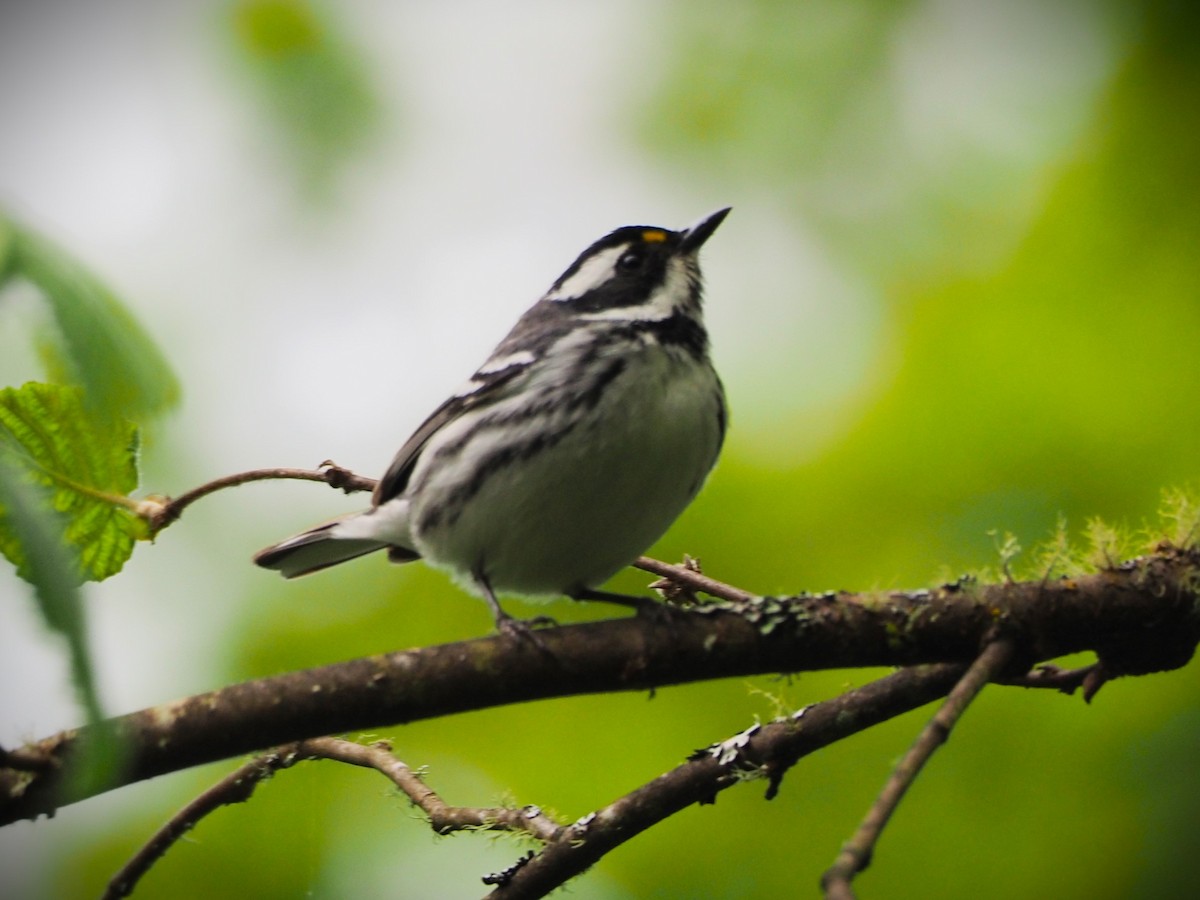 Black-throated Gray Warbler - Dick Cartwright