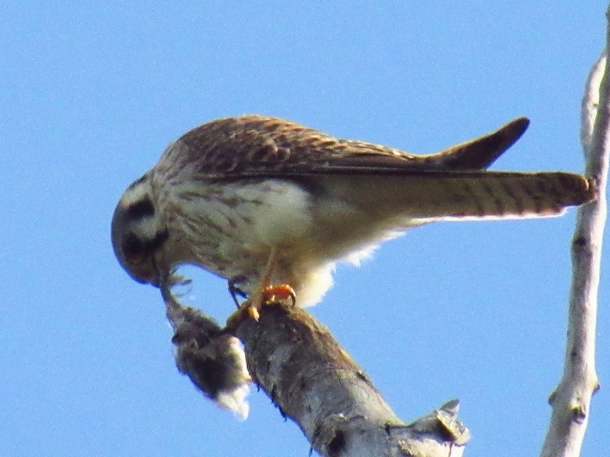 American Kestrel - ML619529148