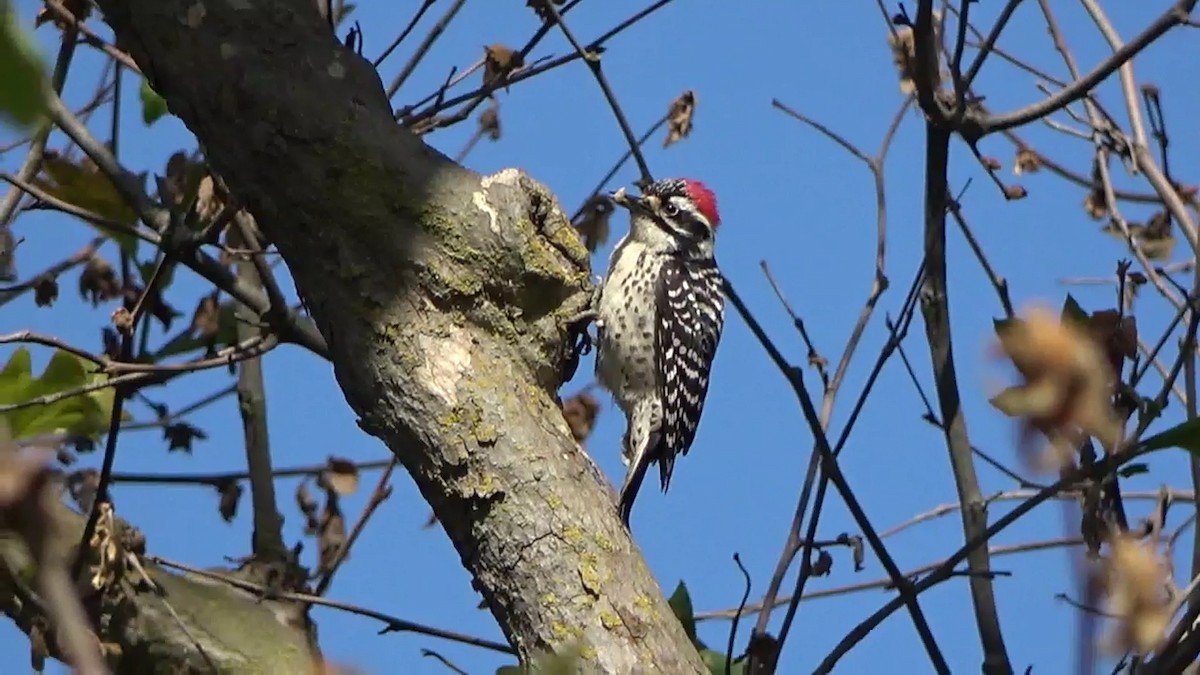 Nuttall's Woodpecker - Bruce Schine