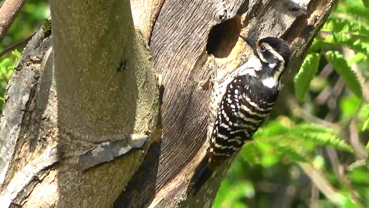 Nuttall's Woodpecker - Bruce Schine