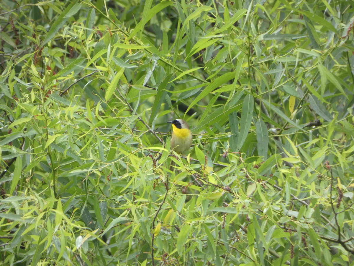 Common Yellowthroat - ML619529154