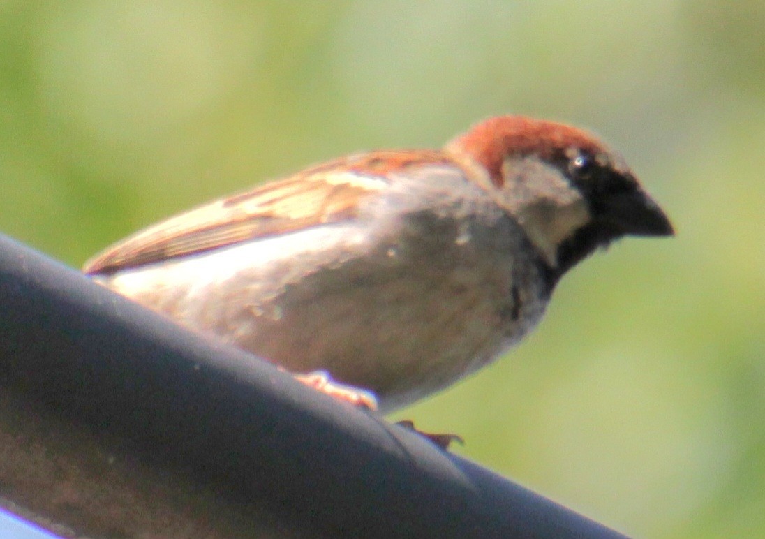 House Sparrow - Samuel Harris