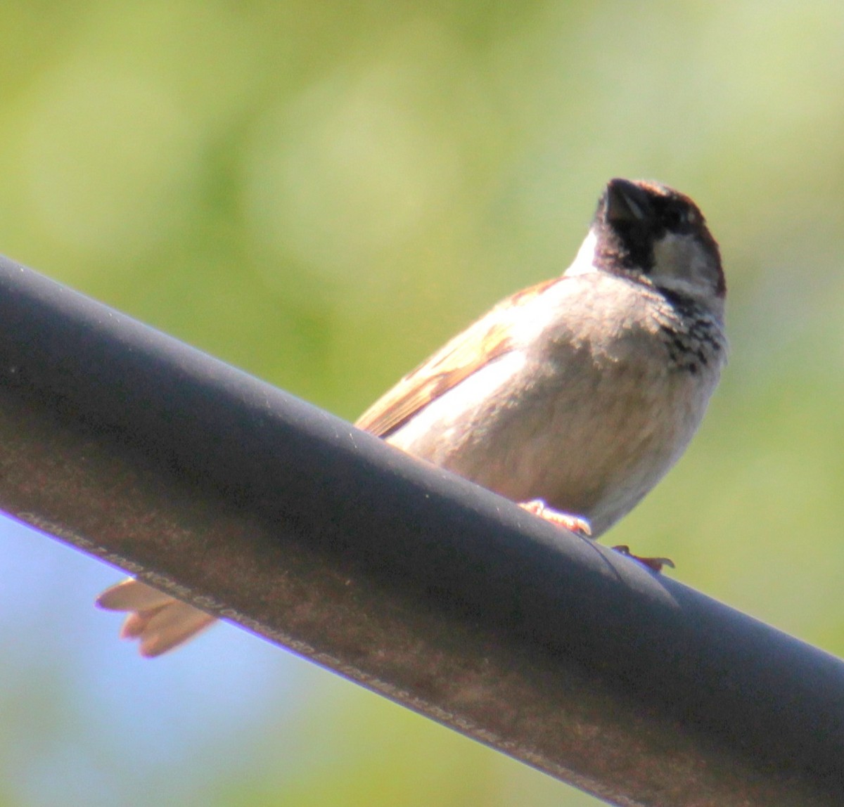 House Sparrow - Samuel Harris