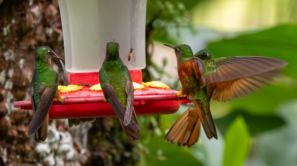 Chestnut-breasted Coronet - Lutz Duerselen