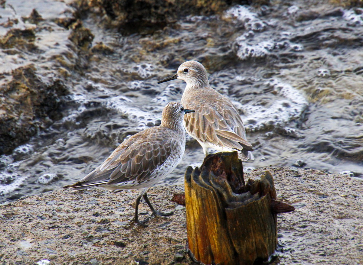 Red Knot - Mónica Thurman